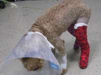 台南啄木鳥動物醫院：小型犬要小心膝關節異位問題《台南,動物醫院,野生動物醫院》