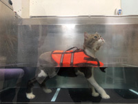 恩澤動物醫院：『犬貓復健』邁向寵物醫療新紀元