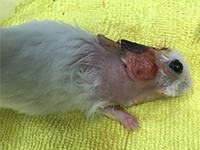 啄木鳥寵物檢驗中心：野生動物的腫瘤預防