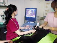 台南啄木鳥動物醫院：犬貓心臟病別慌，配合醫囑享天年《台南,動物醫院,野生動物醫院》