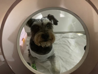 恩澤動物醫院淺談「犬貓高壓氧治療」：讓寵物得到更先進的照顧！