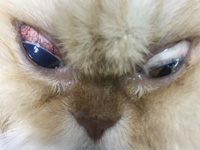 啄木鳥動物醫院關心毛小孩的眼睛，青光眼不容忽視